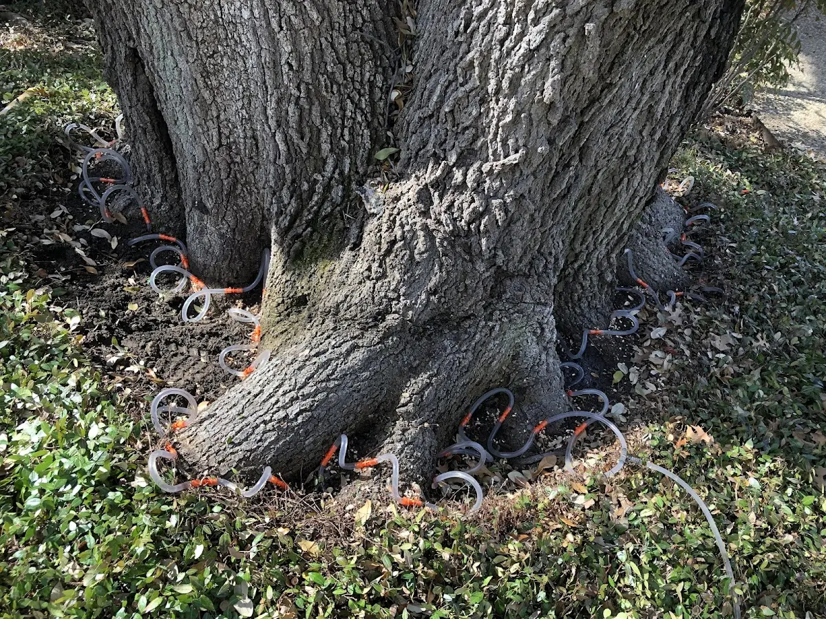 Detailed Tree Cabling and Bracing job site in Osage