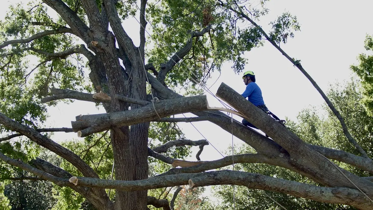 Professional Crown Thinning performed by certified arborists in Osage